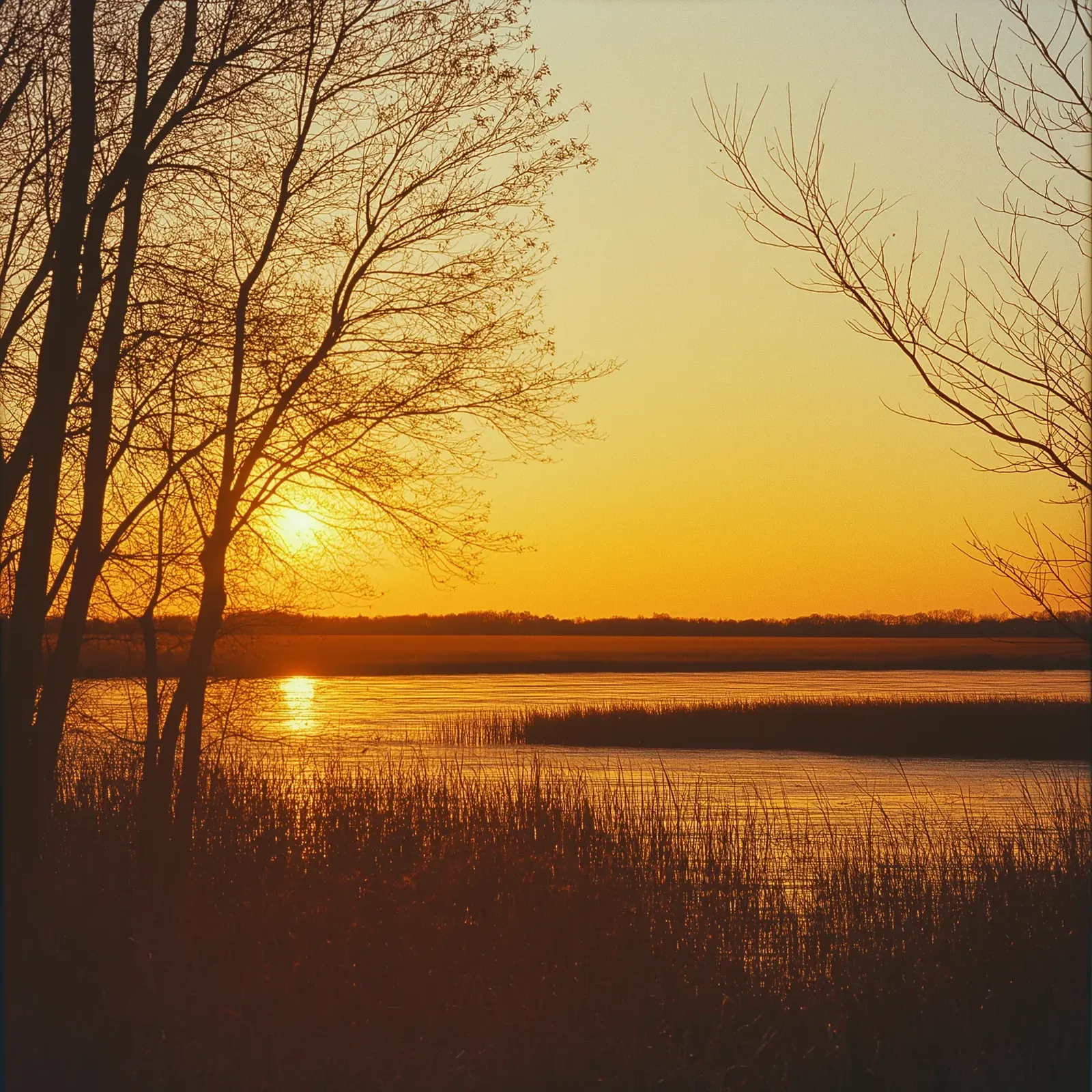 Sunset over water through bare trees